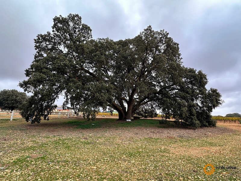 Carrasca en Bodegas Casalta