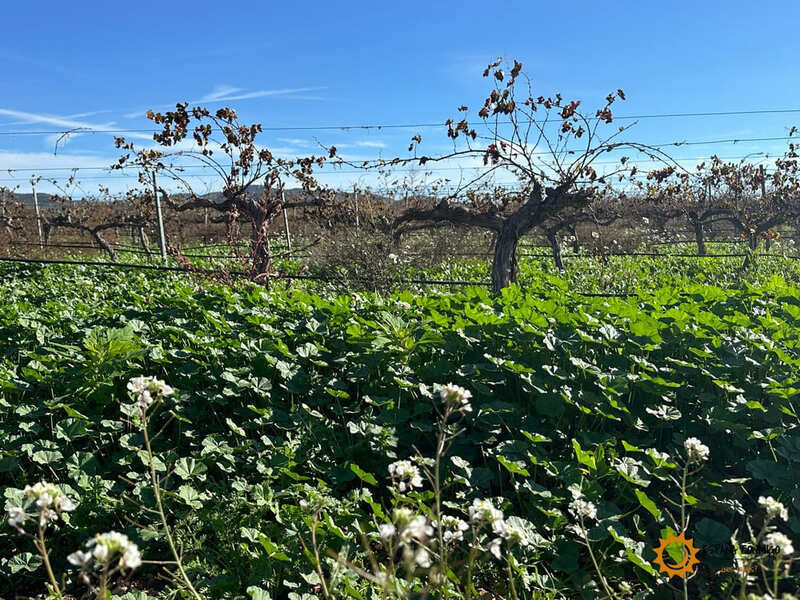 ¿Qué ver en la Ruta del Vino Almansa?