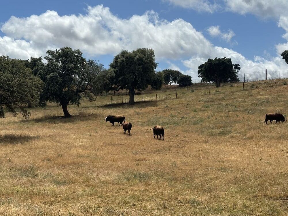 Ganaderia Guadajira, la Dehesa Extremeña